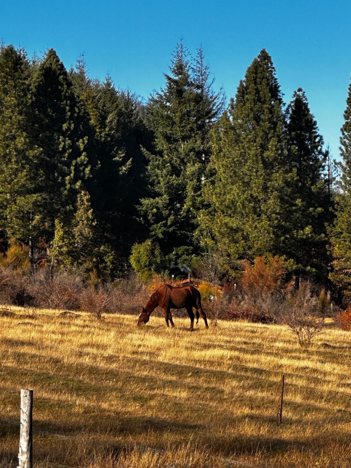 Caballo pastando frente al bosque en otoño