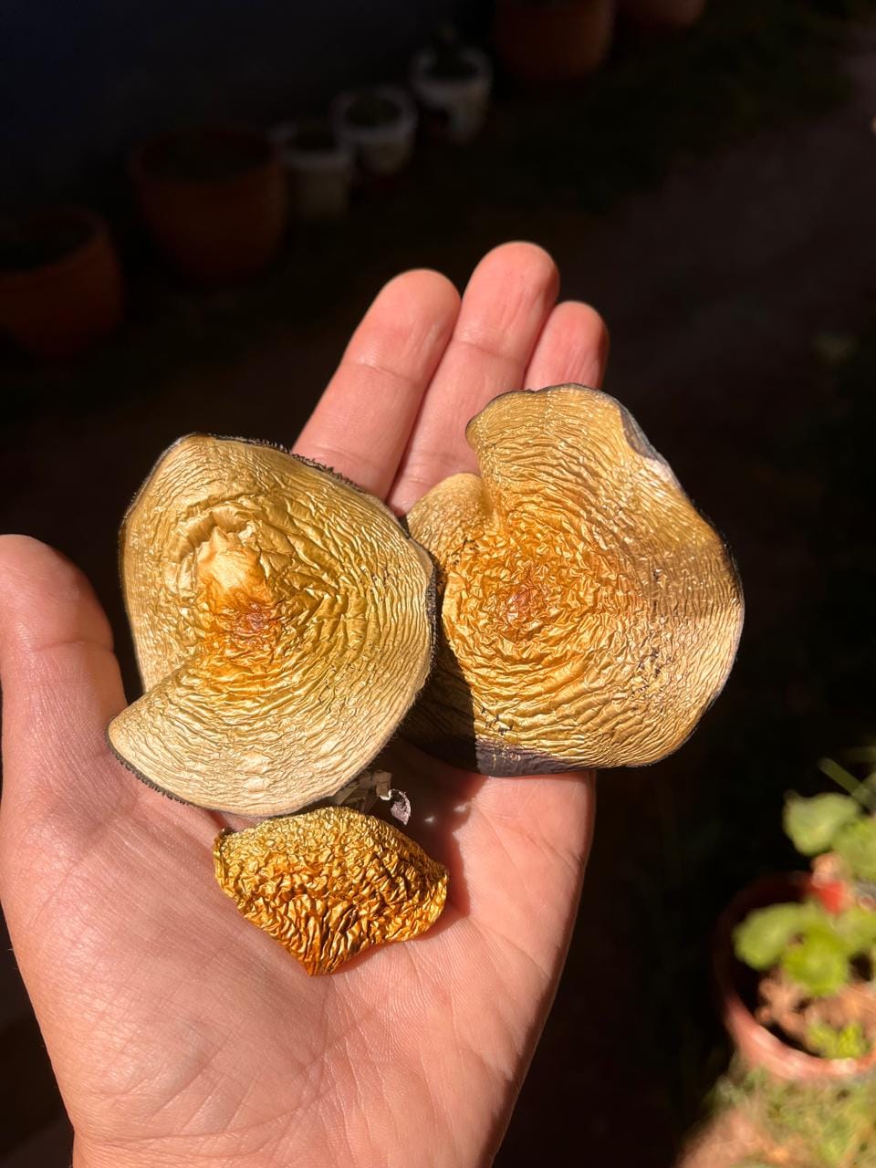 Hongos, niños santos, dorados por el sol sobre la palma de una mano